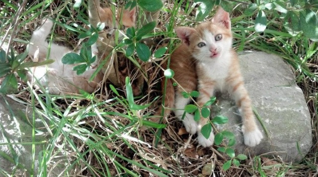 乌拉圭男篮在南美锦标赛中再夺冠军，连续提升排名，2020乌拉圭篮球联赛积分榜